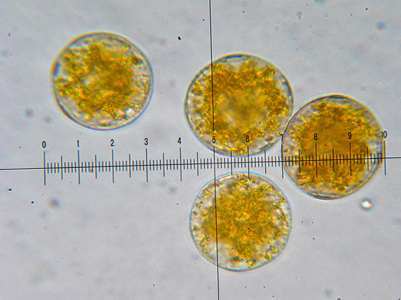 Puccinia sp. su Holcus lanatus